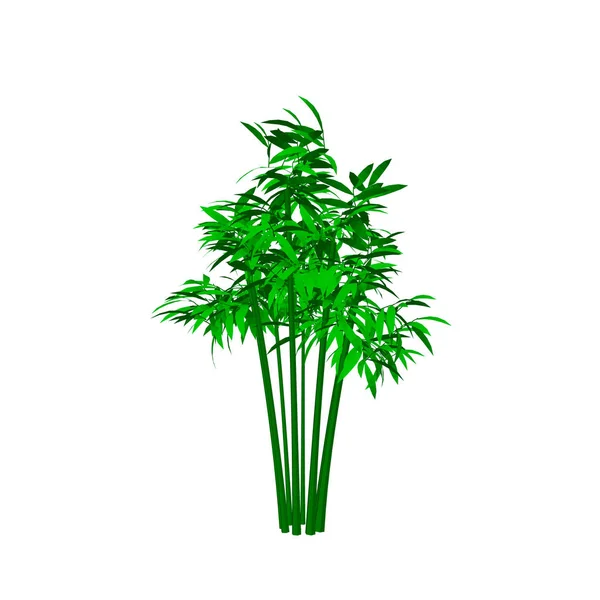 Bamboo tree. Isolated on white background. 3d Vector illustratio — Stock Vector