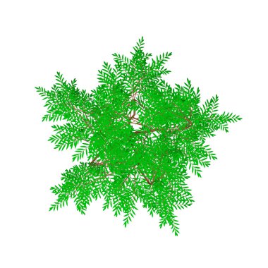 Sarılıcı ağaç. Beyaz arka plan üzerinde izole. Üstten Görünüm.