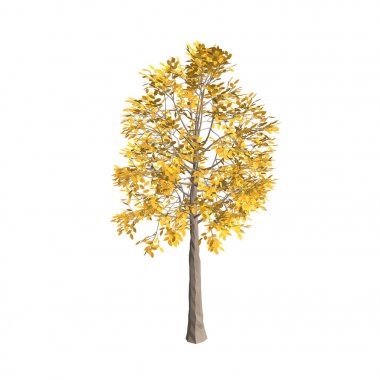 Kavak ağacı. Beyaz arka plan üzerinde izole. 3D vektör çizim