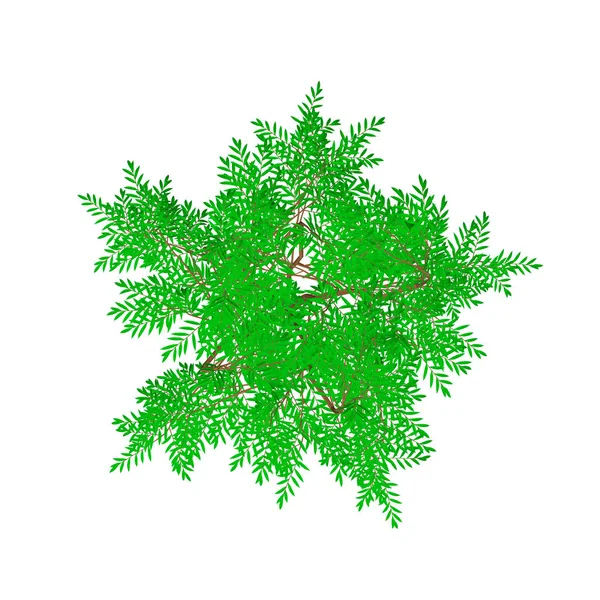 Sarılıcı ağaç. Beyaz arka plan üzerinde izole. Üstten Görünüm.