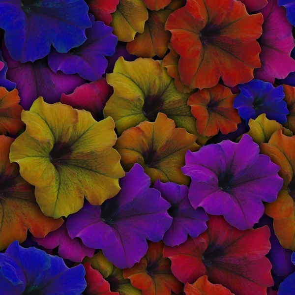 ペチュニアの花のカラフルな背景は。シームレス パターン. — ストック写真