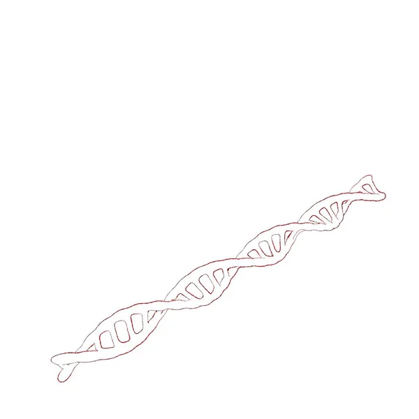 DNA sarmal. Beyaz arka plan üzerinde izole. Kroki çizim. — Stok fotoğraf