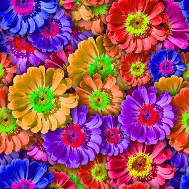 Renkli arka plan ile Zinnia çiçeği. Seamless modeli.