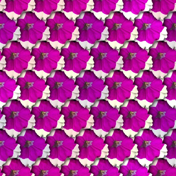Fondo colorido con flor de Petunia. Patrón sin costura . — Foto de Stock