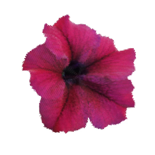 紫のペチュニアの花。ベクトルの図。ハーフトーン スタイル. — ストックベクタ
