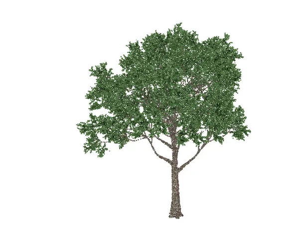 Apple träd. Isolerade på vit bakgrund. Vektorillustration. — Stock vektor