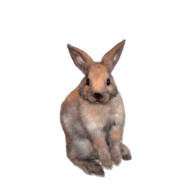 ウサギ。白い背景上に分離。ベクトル図. — ストックベクタ
