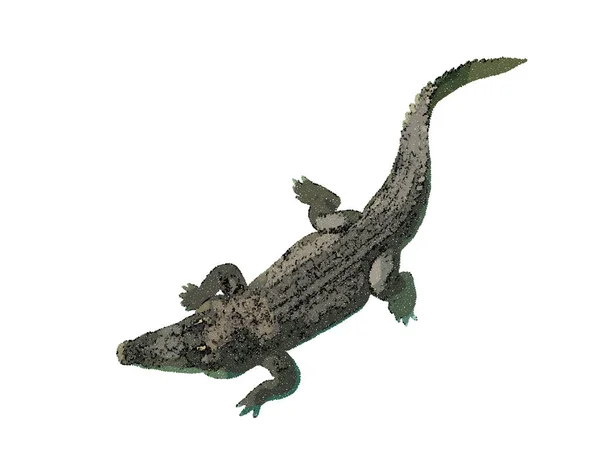 Krokodil. Isolerade på vit bakgrund. Vektorillustration. — Stock vektor