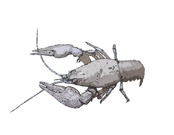Peixe-lagosta. Isolado em fundo branco. Ilustração vetorial . — Vetor de Stock
