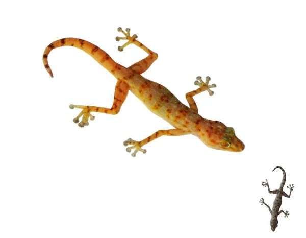 Gecko. Geïsoleerd op een witte achtergrond. Vectorillustratie. — Stockvector