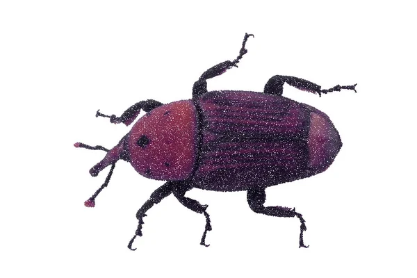 O Weevil. Isolado em fundo branco. Ilustração vetorial . — Vetor de Stock