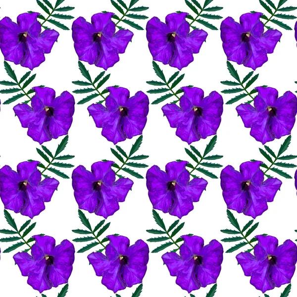 Płynny Wzór Fioletowymi Kwiatami Petunii Zielonymi Liśćmi Białym Tle Niekończąca — Zdjęcie stockowe