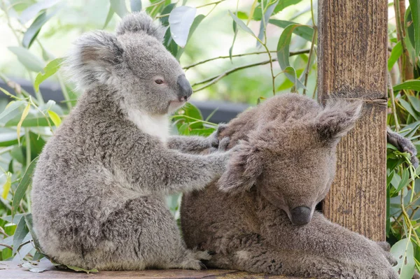 Koala animal nativo australiano en peligro de extinción — Foto de Stock