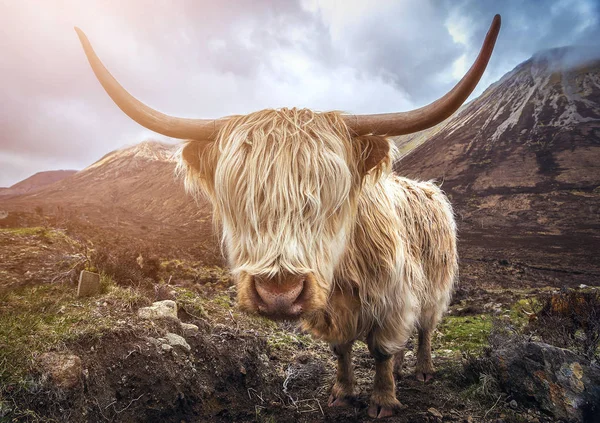 Schotland, Verenigd Koninkrijk - portret van een Highland vee op het Glamaig-gebergte op Isle of Skye — Stockfoto