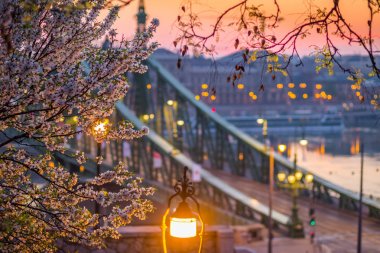 Budapeşte, Macaristan - gündoğumu vasıl geçmiş, Özgürlük Köprüsü ile bahar zaman kiraz çiçeği