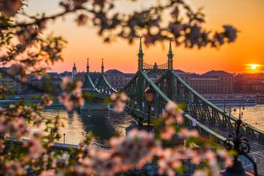 Budapeşte, Macaristan - gündoğumu kiraz çiçeği ile güzel Özgürlük Köprüsü. Budapeşte'de bahar geldi.