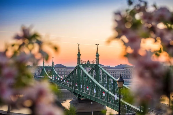 布达佩斯，匈牙利-日出与樱花周围的美丽自由桥。春天已经来到了布达佩斯. — 图库照片