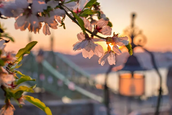 Budapeste, Hungria - Flor de cerejeira em um nascer do sol da primavera com Liberty Bridge e poste de lâmpada no fundo — Fotografia de Stock