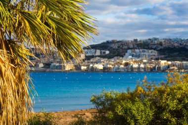 Il-Mellieha, Malta - Palm tree and plants at Mellieha bay with turquoise sea water and Mellieha town at background on a warm summer day clipart