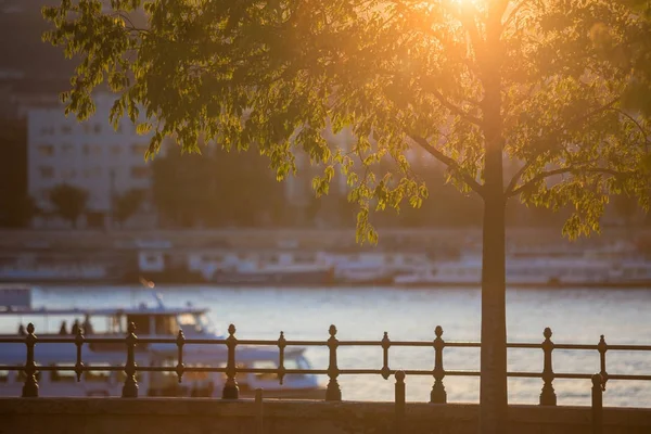 Budapest, Magyarország - Budapest központjában, a fa, a Duna és a városnéző hajók naplemente gyönyörű őszi hangulat — Stock Fotó