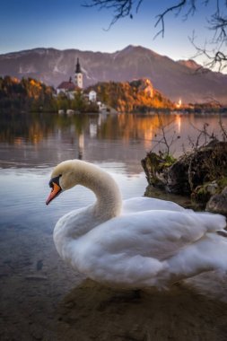 Bled, Slovenya - kuğu ile güzel Lake Bled ve hac kilisenin Maria varsayım ve Bled Castle arka plan adlı güneş doğarken sonbahar