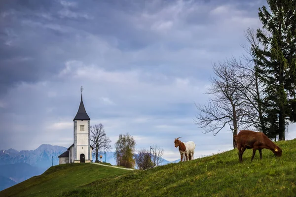 Jamnik, Slovenia - Goats and the beautiful church of St. Primoz in Slovenia near Jamnik — Stock Photo, Image