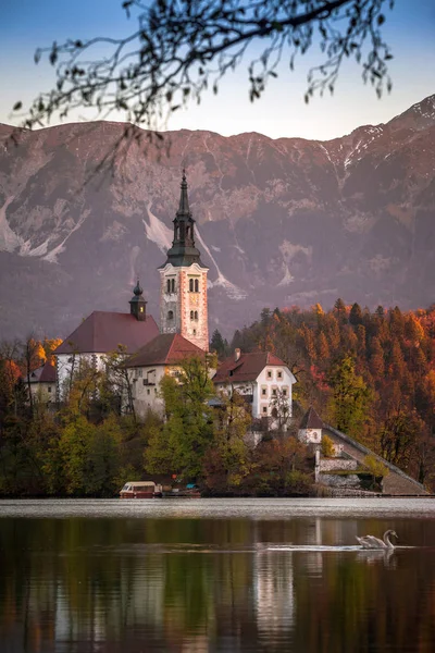 Μπλεντ, Σλοβενία - όμορφο φθινόπωρο Ανατολή του ηλίου σε Λίμνη Μπλεντ με την περίφημη εκκλησία προσκυνήματος της Κοιμήσεως Θεοτόκου της Μαρίας με Ιουλιανές Άλπεις στο παρασκήνιο και swan στο προσκήνιο — Φωτογραφία Αρχείου