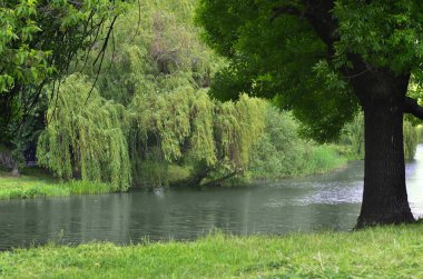 Söğüt ağacı pitoresk Göl su üzerine eğildi
