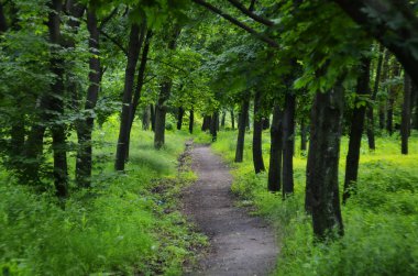 Manzara yeşil çiçek açması ahşap renkli yaz