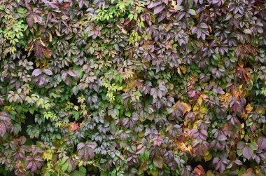 Desen renkli sonbahar yaprakları