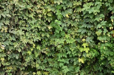 Desen renkli sonbahar yaprakları