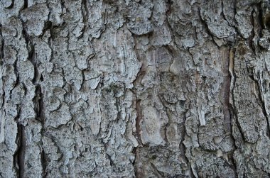 Ahşap kahverengi kabuğu dokusuna yakın çekim