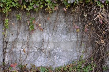 Yabani Şarap sonbaharda beton duvar kaplama