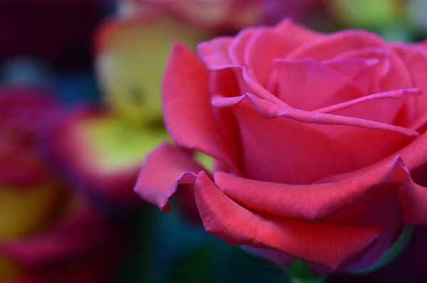 Rosas Rosadas Rojas Frescas Húmedas Con Gotitas Macrofotografía —  Fotos de Stock