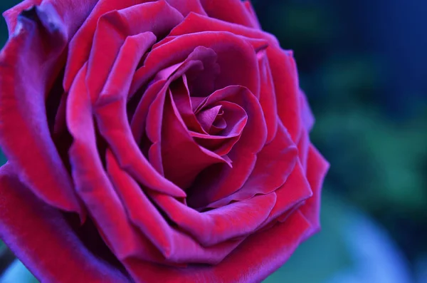 Rose Rouge Fraîche Humide Avec Des Gouttelettes Macro Photographie — Photo