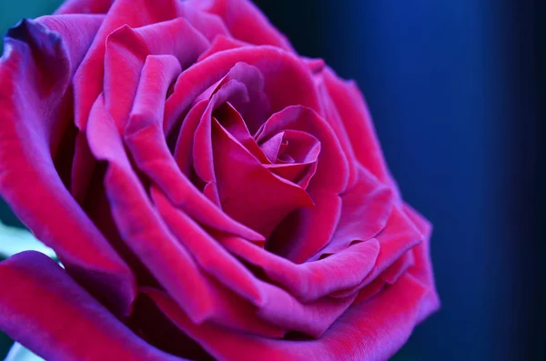 Rosa Roja Fresca Húmeda Con Gotitas Macrofotografía —  Fotos de Stock