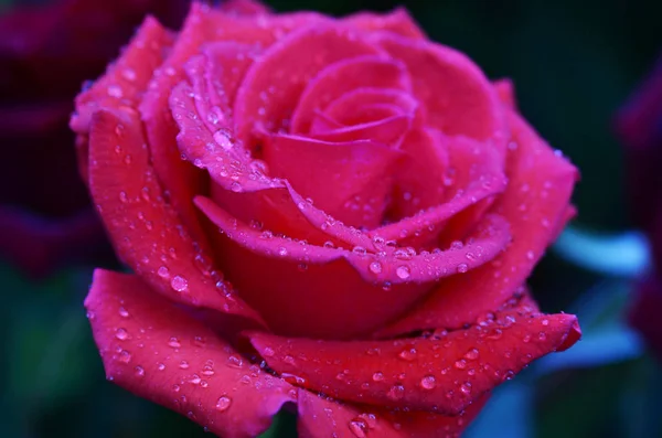 Rosas Rosadas Rojas Frescas Húmedas Con Gotitas Macrofotografía —  Fotos de Stock