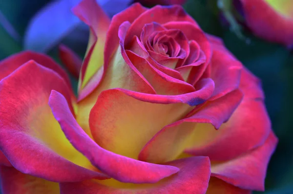 Świeże Mokre Różowe Czerwone Róże Kropelek Makrofotografii — Zdjęcie stockowe