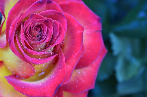 Rosa Fresca Molhada Rosa Vermelha Com Gotículas Macrofotografia — Fotografia de Stock