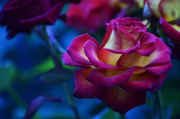 Rosa Fresca Molhada Rosas Vermelhas Com Gotículas Macrofotografia — Fotografia de Stock
