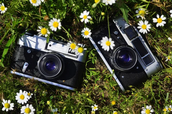 Oude photocameras op gebied van kamille — Stockfoto