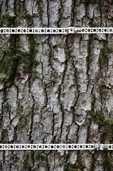 Primo Piano Una Struttura Corteccia Marrone Legno — Foto Stock