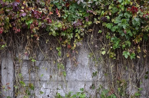 Yabani Şarap Sonbaharda Beton Duvar Kaplama — Stok fotoğraf