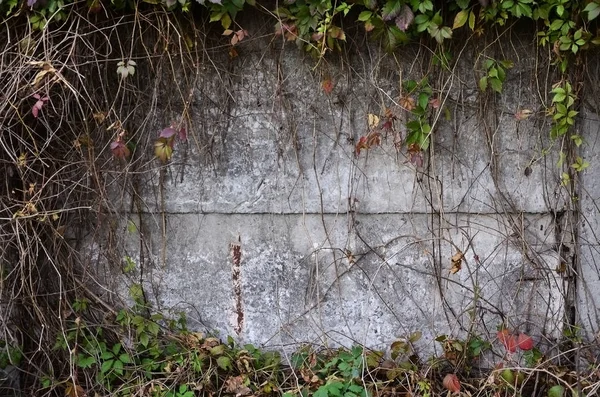 Yabani Şarap Sonbaharda Beton Duvar Kaplama — Stok fotoğraf