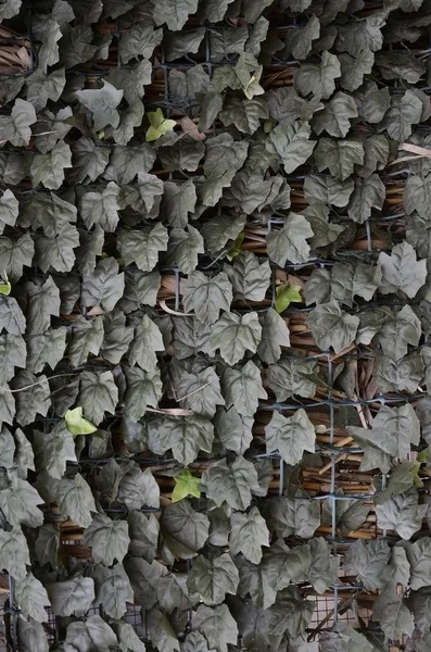 Plastic Green Leafs Covering Metall Mesh — Stock Photo, Image