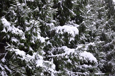 Yeşil çam Rus dalı. Çam ağacının altında kar yakın çekim yeşil dikenli dalları