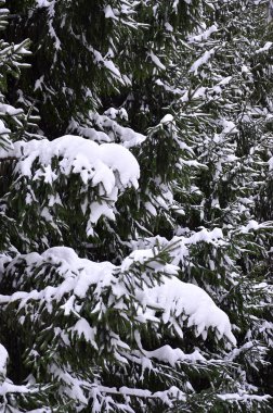 Yeşil çam Rus dalı. Çam ağacının altında kar yakın çekim yeşil dikenli dalları