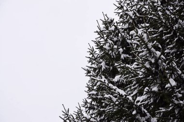 Yeşil çam Rus dalı. Çam ağacının altında kar yakın çekim yeşil dikenli dalları