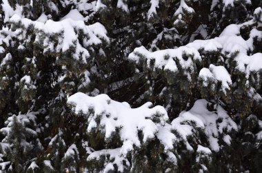 Yeşil çam Rus dalı. Çam ağacının altında kar yakın çekim yeşil dikenli dalları