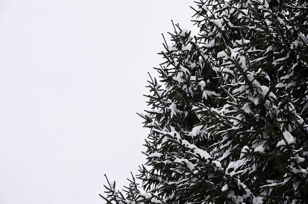 Yeşil çam Rus dalı. Çam ağacının altında kar yakın çekim yeşil dikenli dalları